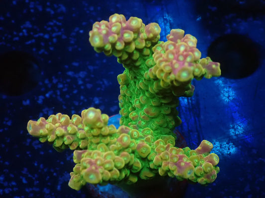 Acropora (Natalensi)フラグ 01