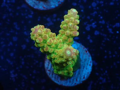 Acropora (Natalensi)フラグ 03