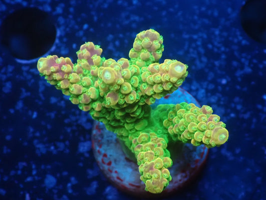 Acropora (Natalensi)フラグ 02