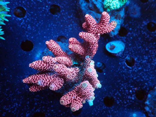Acropora (millepora) インドネシア産049