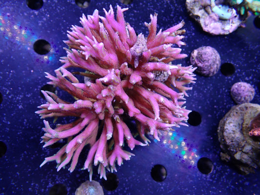 Acropora (トゲサンゴ) インドネシア産058