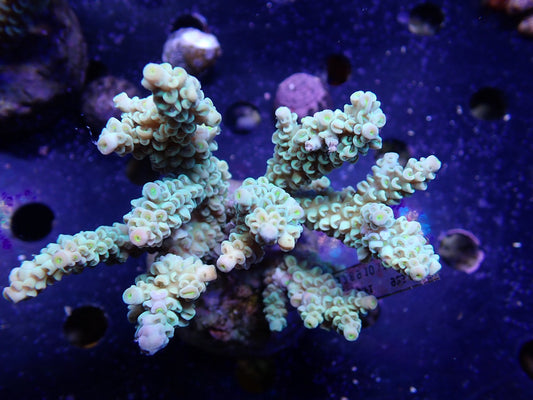 Acropora (ミドリイシ) インドネシア産001