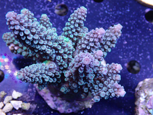 Acropora ( ミドリイシ) インドネシア産040