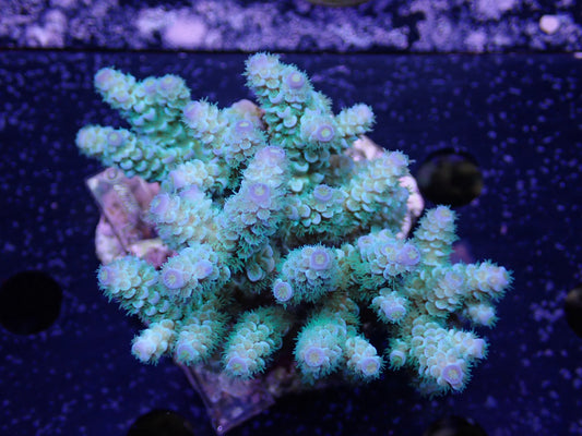 Acropora (ウスエダミドリイシ) インドネシア産011