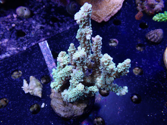 Acropora (ウスエダミドリイシ) インドネシア産004