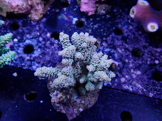 Acropora (ウスエダミドリイシ) インドネシア産007