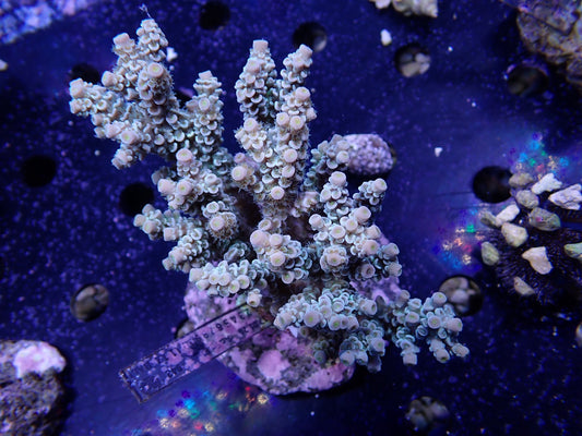 Acropora (ウスエダミドリイシ) インドネシア産012