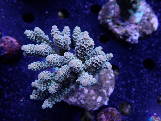 Acropora (ウスエダミドリイシ) インドネシア産014