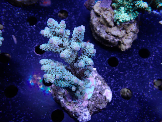 Acropora (ウスエダミドリイシ) インドネシア産016