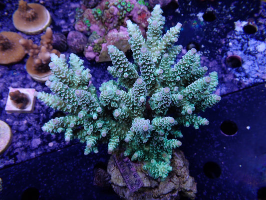 Acropora (ミドリイシ) インドネシア産003
