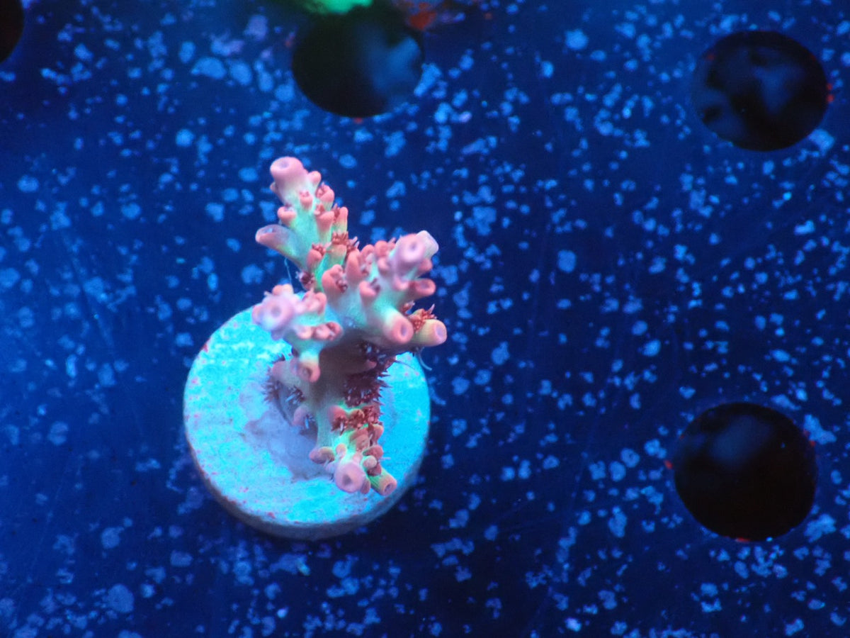 Acropora (ストロベリーショートケーキ）