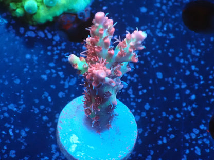 Acropora (ストロベリーショートケーキ）
