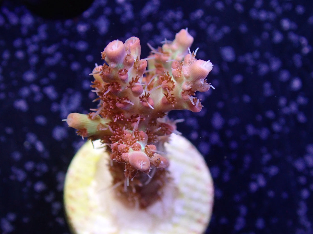Acropora (ストロベリーショートケーキ）