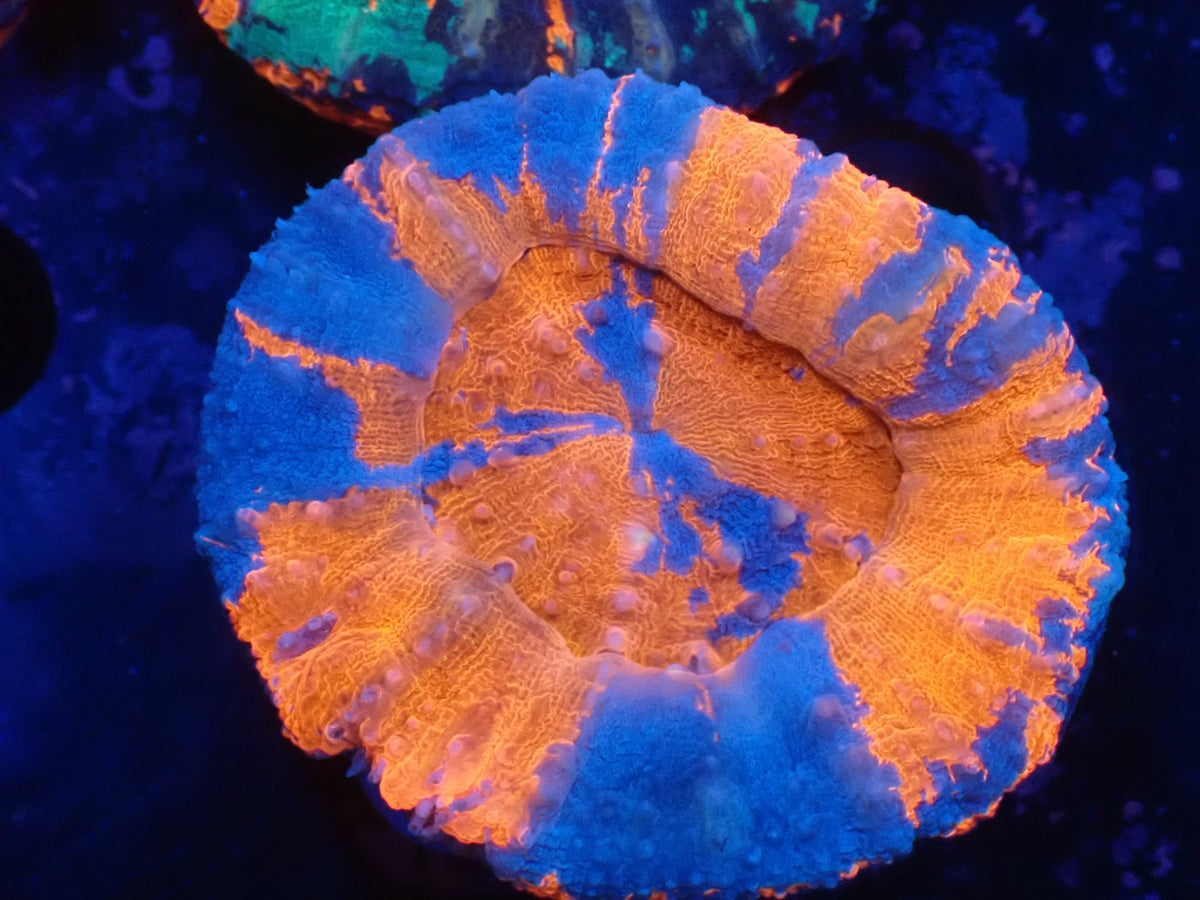 スコリミア（Superman)
