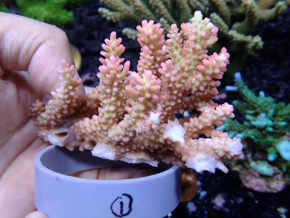 Acropora (ストロベリーショートケーキ）オーストラリア産01