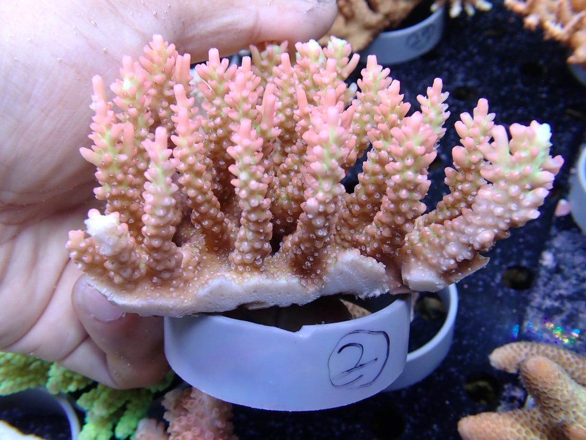 Acropora (ストロベリーショートケーキ）オーストラリア産02