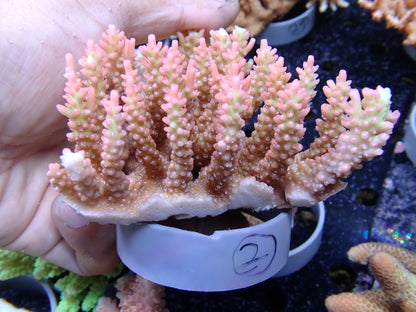 Acropora (ストロベリーショートケーキ）オーストラリア産02