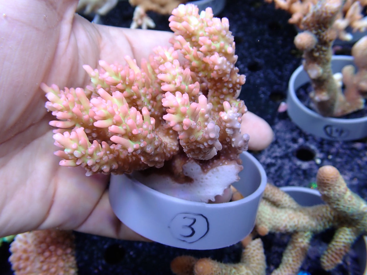 Acropora (ストロベリーショートケーキ）オーストラリア産03