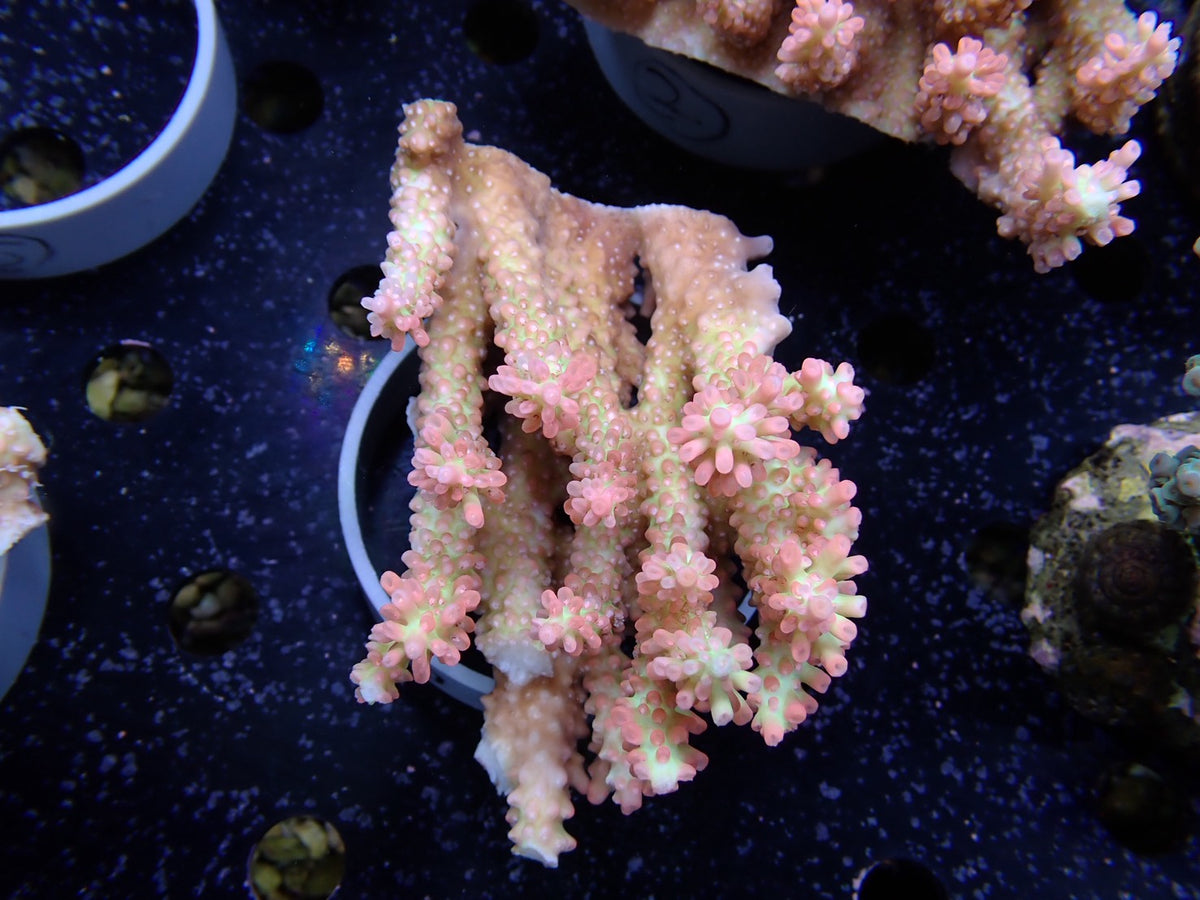 Acropora (ストロベリーショートケーキ）オーストラリア産01