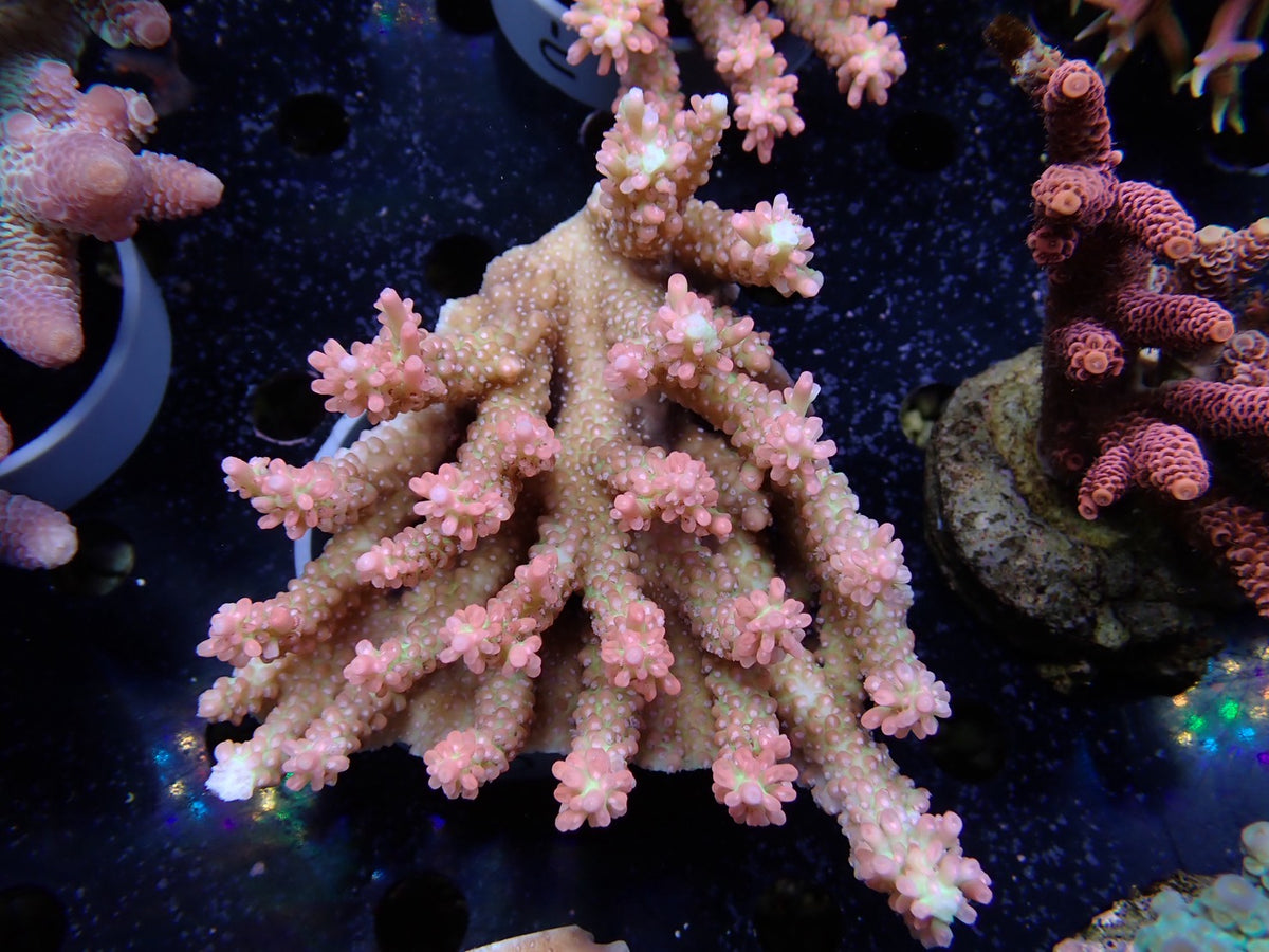 Acropora (ストロベリーショートケーキ）オーストラリア産02
