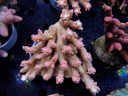 Acropora (ストロベリーショートケーキ）オーストラリア産02