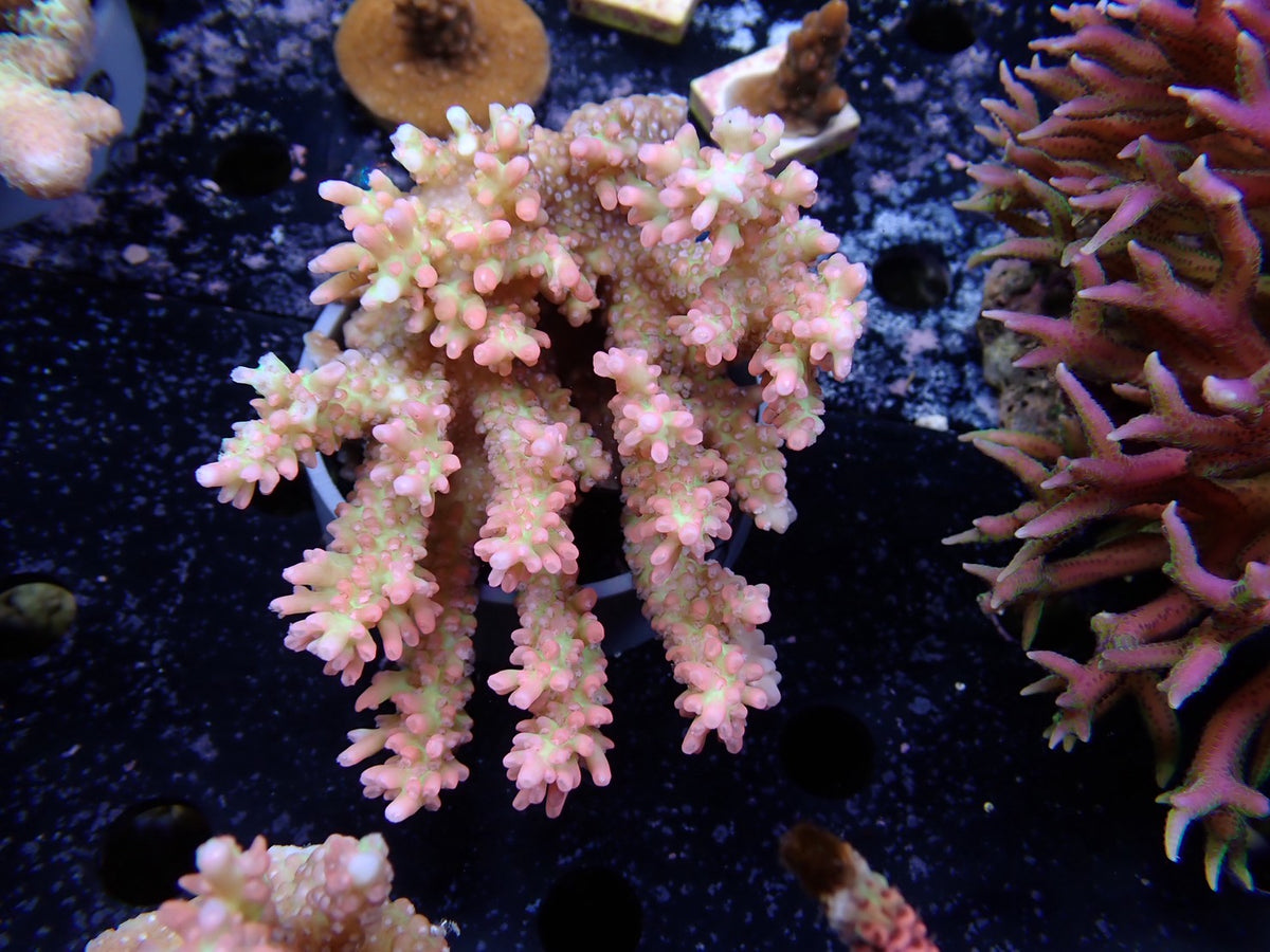 Acropora (ストロベリーショートケーキ）オーストラリア産03