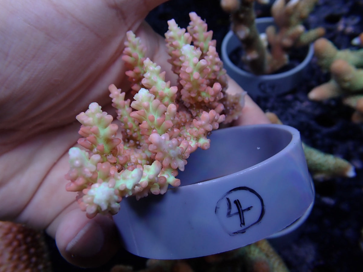 Acropora (ストロベリーショートケーキ）オーストラリア産04