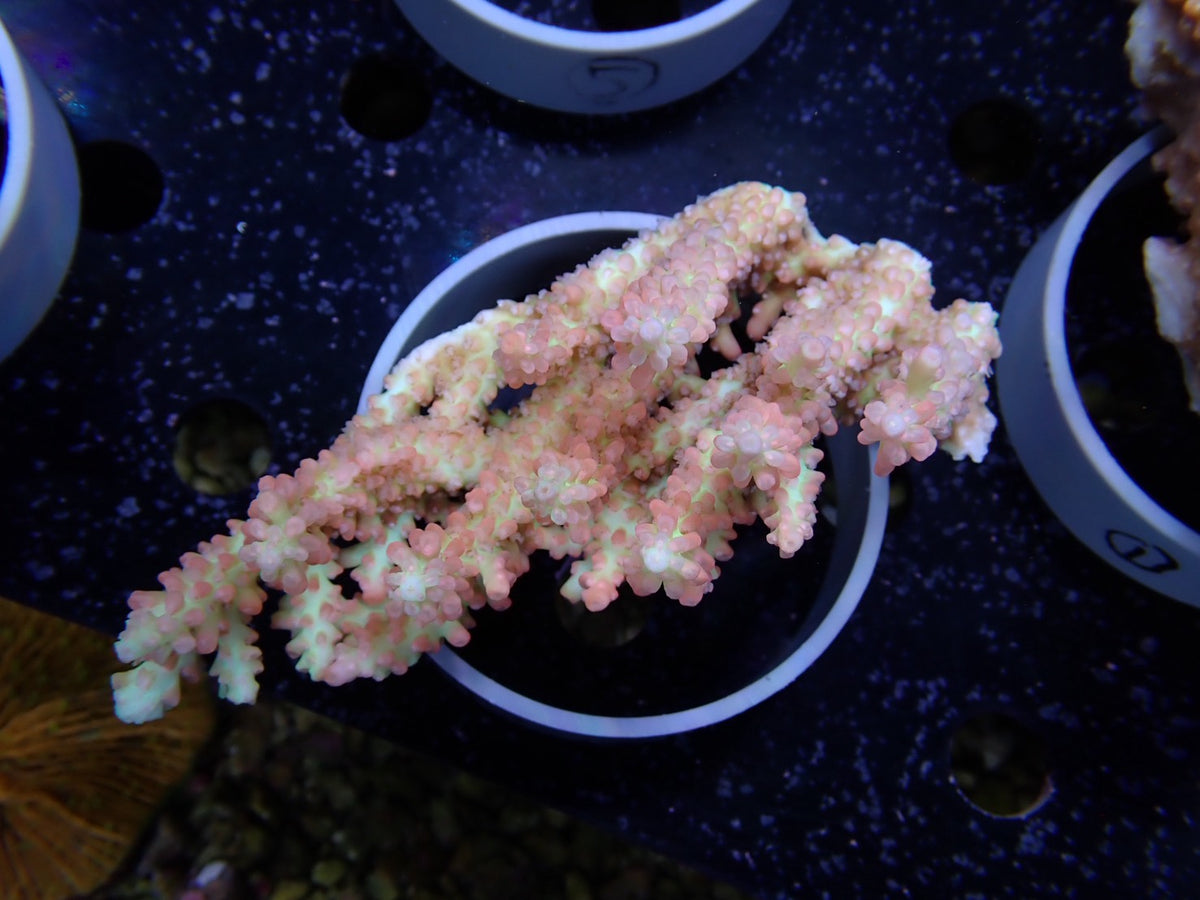 Acropora (ストロベリーショートケーキ）オーストラリア産04
