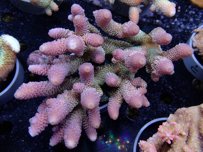 Acropora (スパスラータ）オーストラリア産06