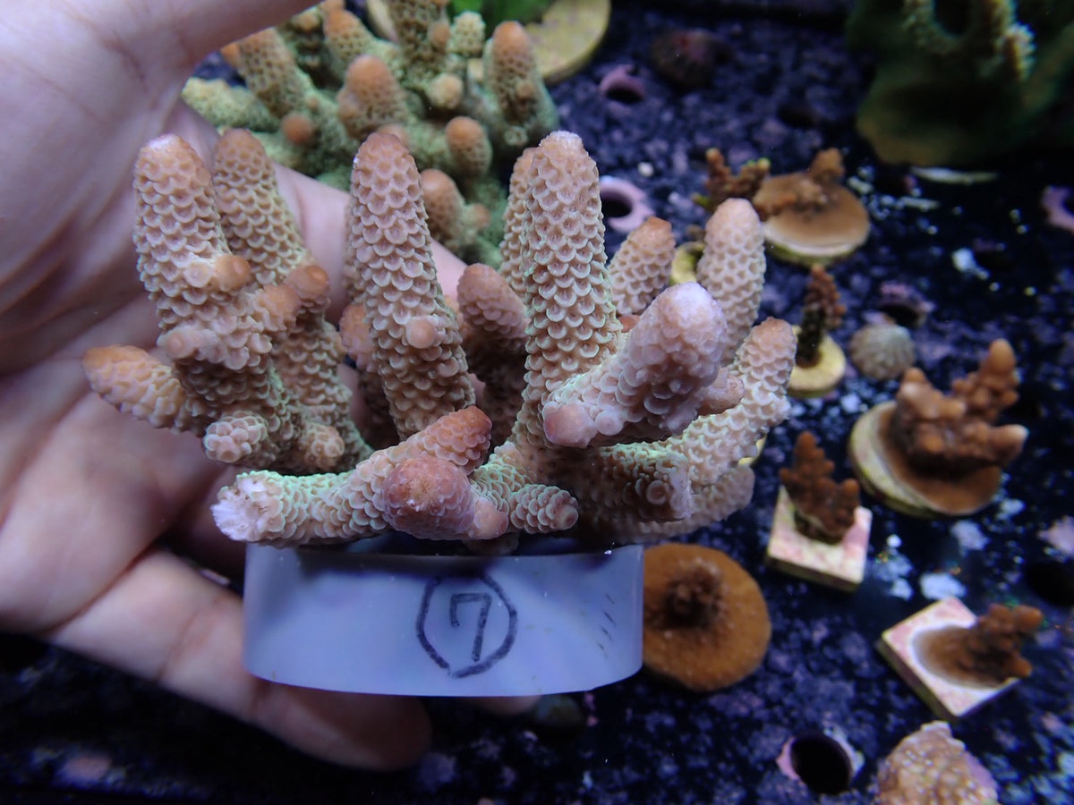 Acropora (スパスラータ）オーストラリア産07