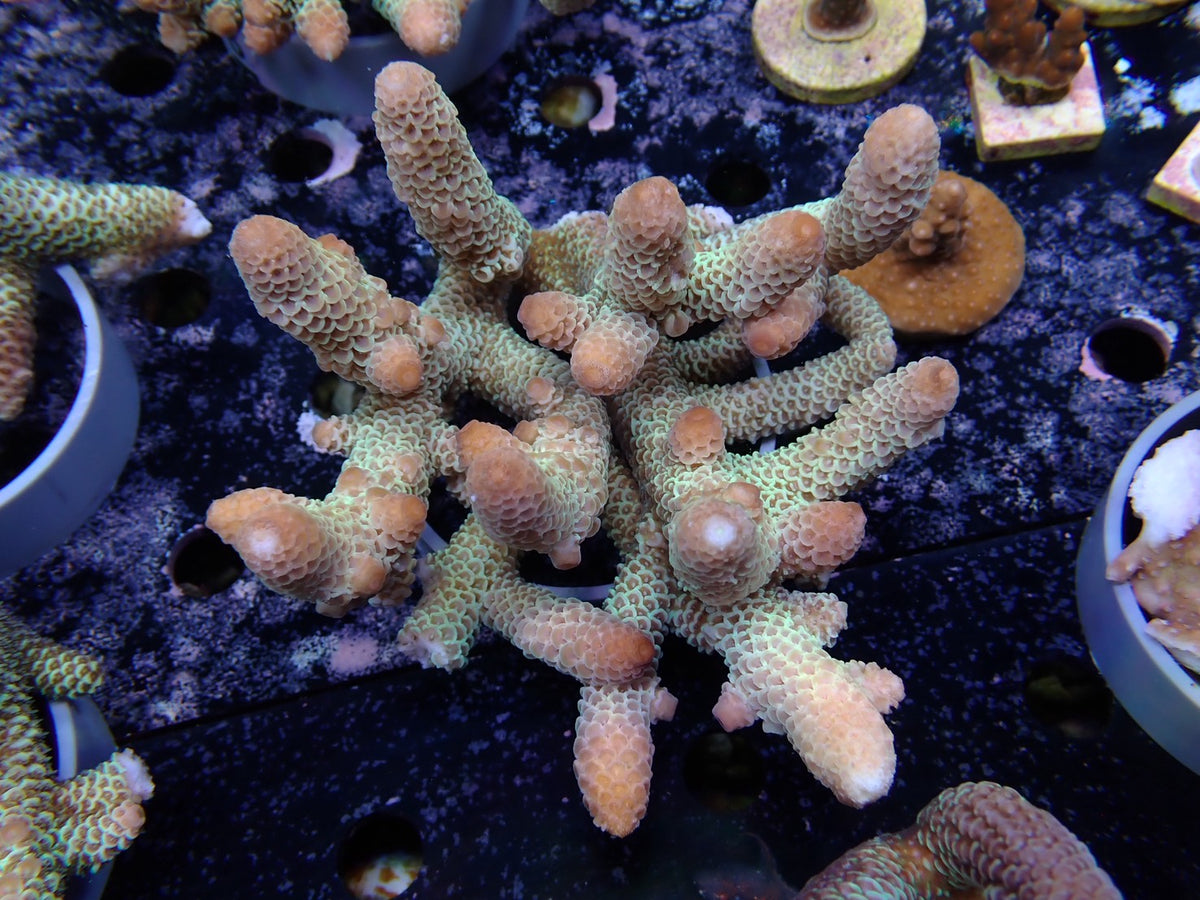 Acropora (スパスラータ）オーストラリア産07