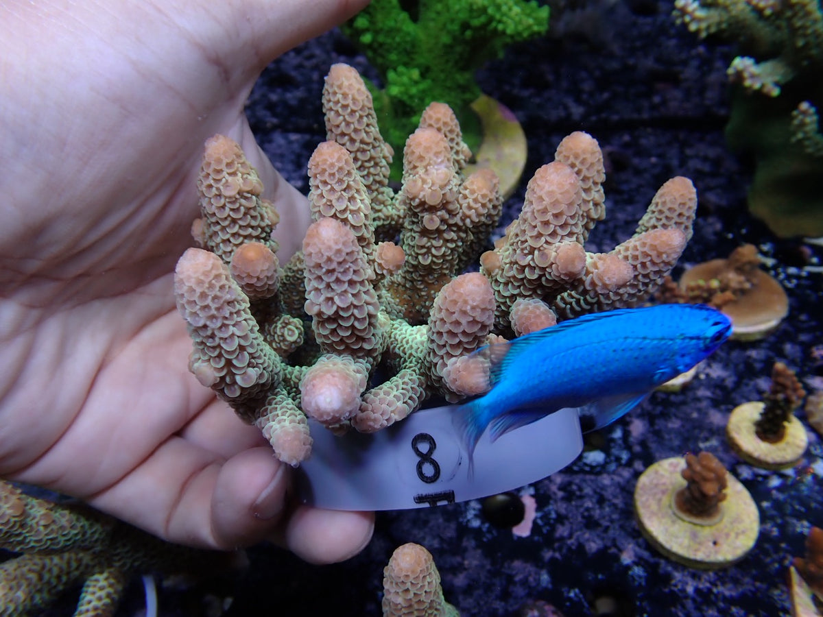 Acropora (スパスラータ）オーストラリア産08