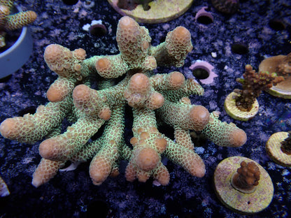 Acropora (スパスラータ）オーストラリア産08