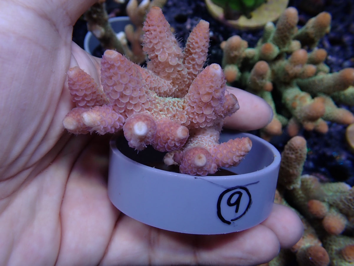 Acropora (スパスラータ）オーストラリア産09