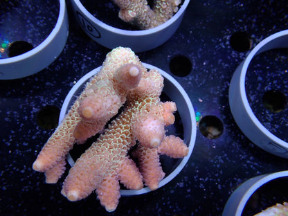 Acropora (スパスラータ）オーストラリア産09