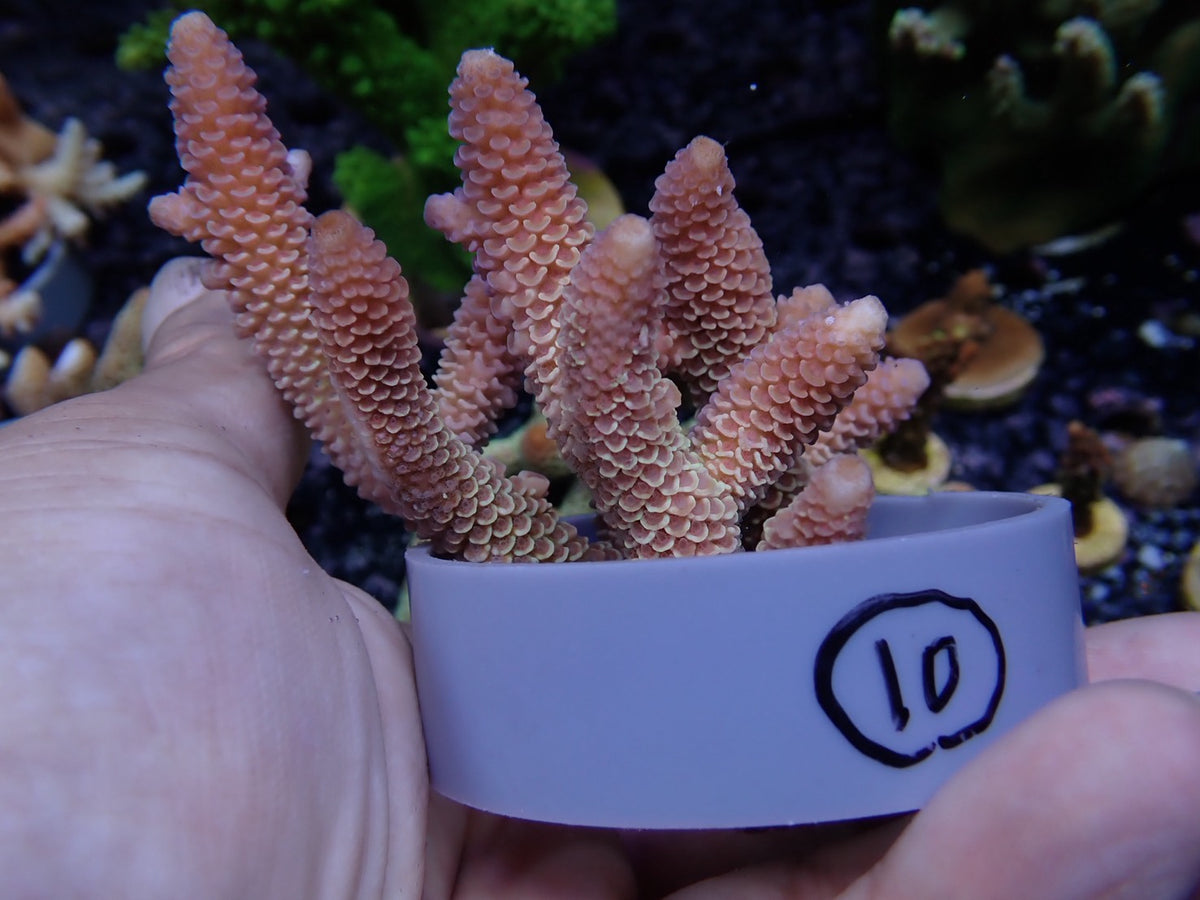 Acropora (スパスラータ）オーストラリア産010
