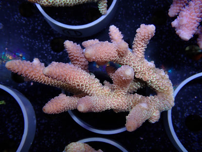 Acropora (スパスラータ）オーストラリア産010