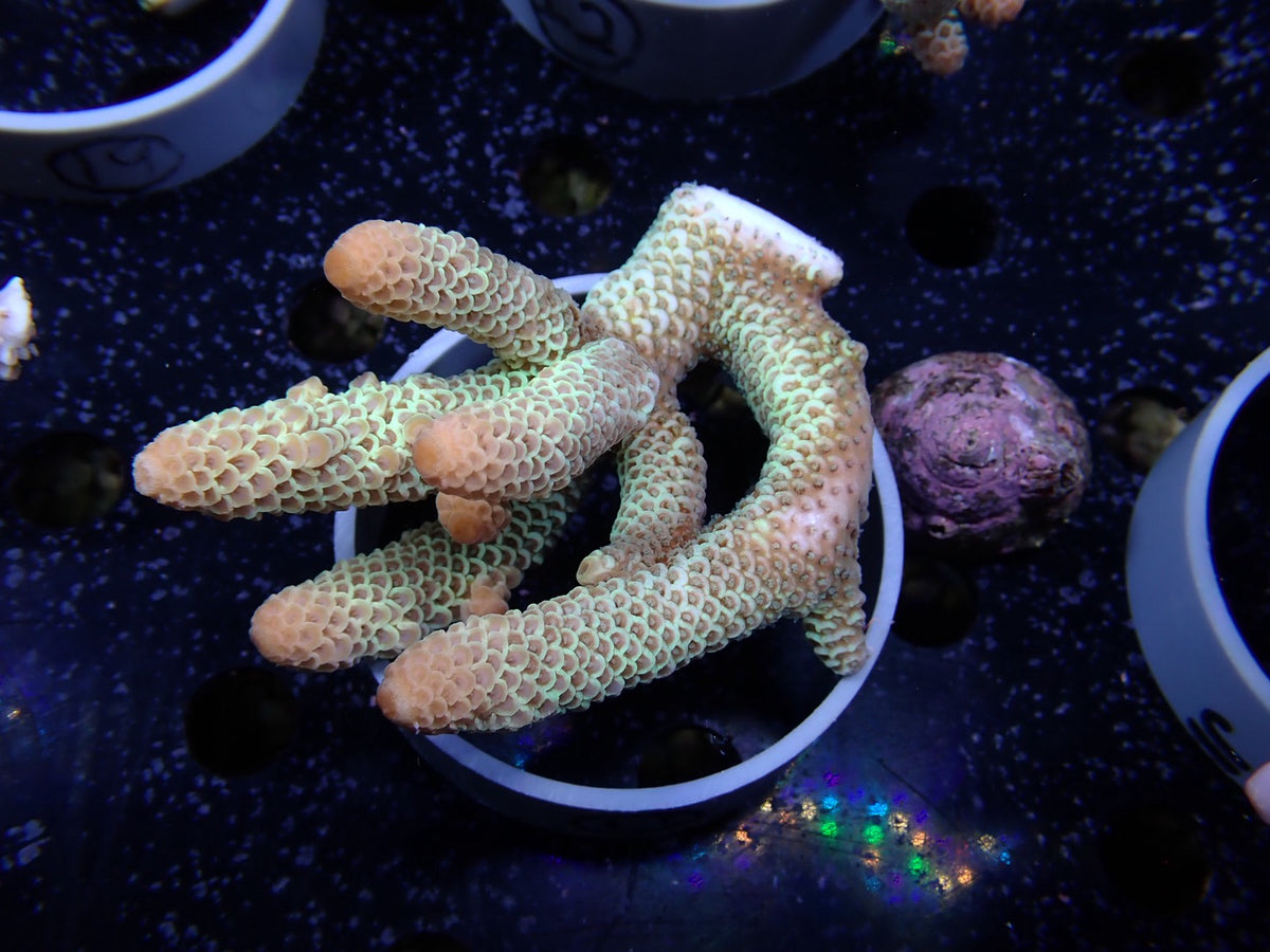 Acropora (スパスラータ）オーストラリア産011