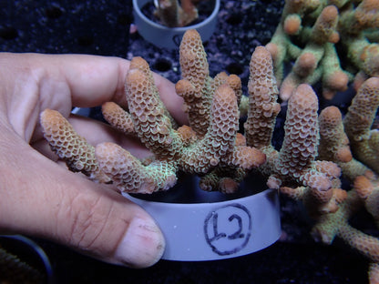 Acropora (スパスラータ）オーストラリア産012
