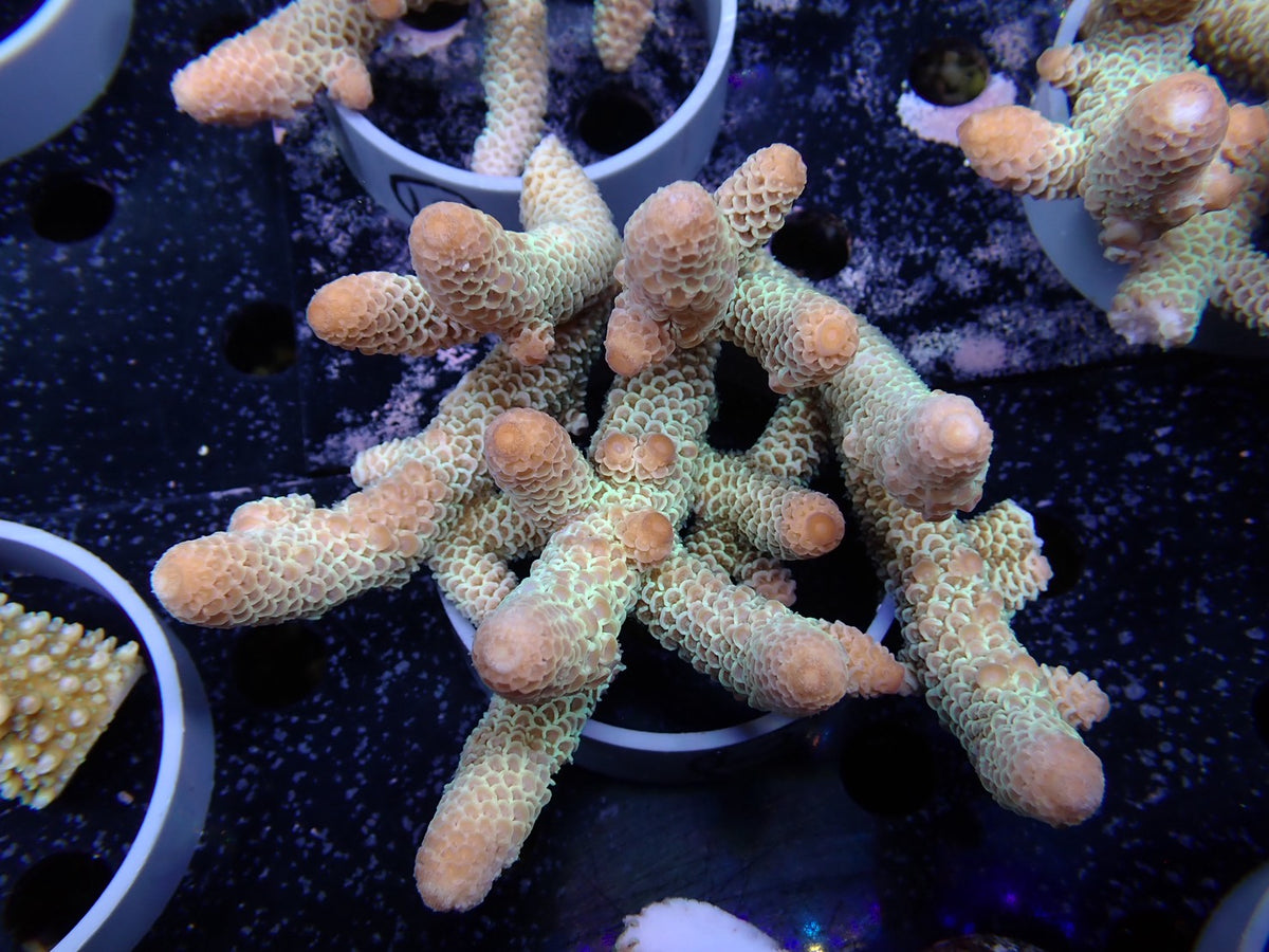 Acropora (スパスラータ）オーストラリア産012
