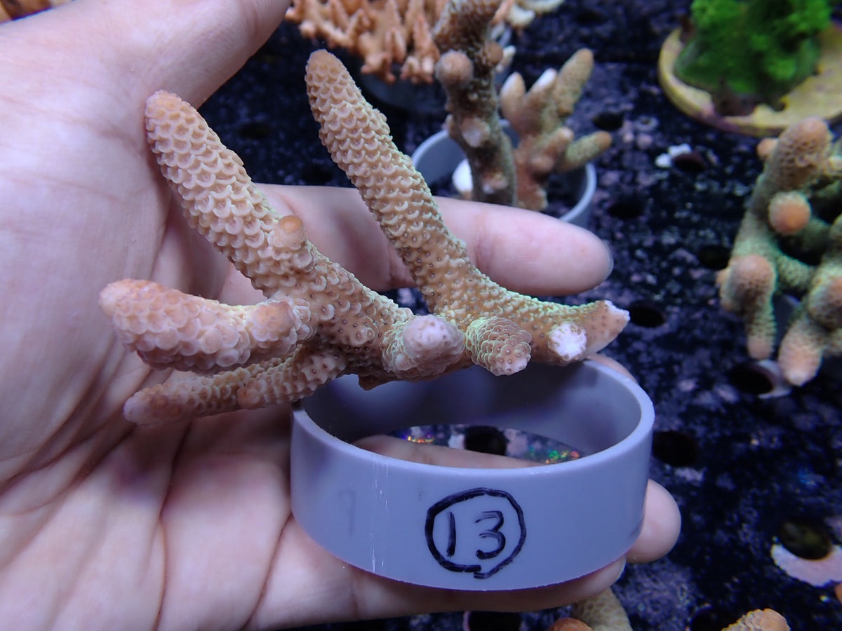 Acropora (スパスラータ）オーストラリア産013