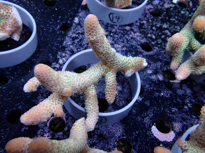 Acropora (スパスラータ）オーストラリア産013