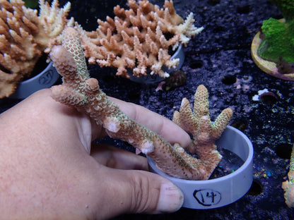 Acropora (スパスラータ）オーストラリア産014