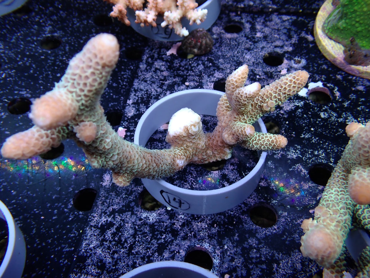 Acropora (スパスラータ）オーストラリア産014
