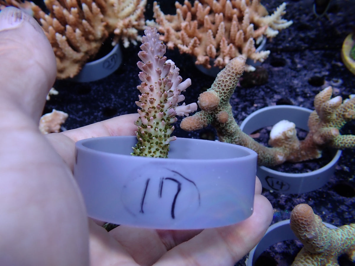 Acropora (ヤスリミドリイシ）オーストラリア産017