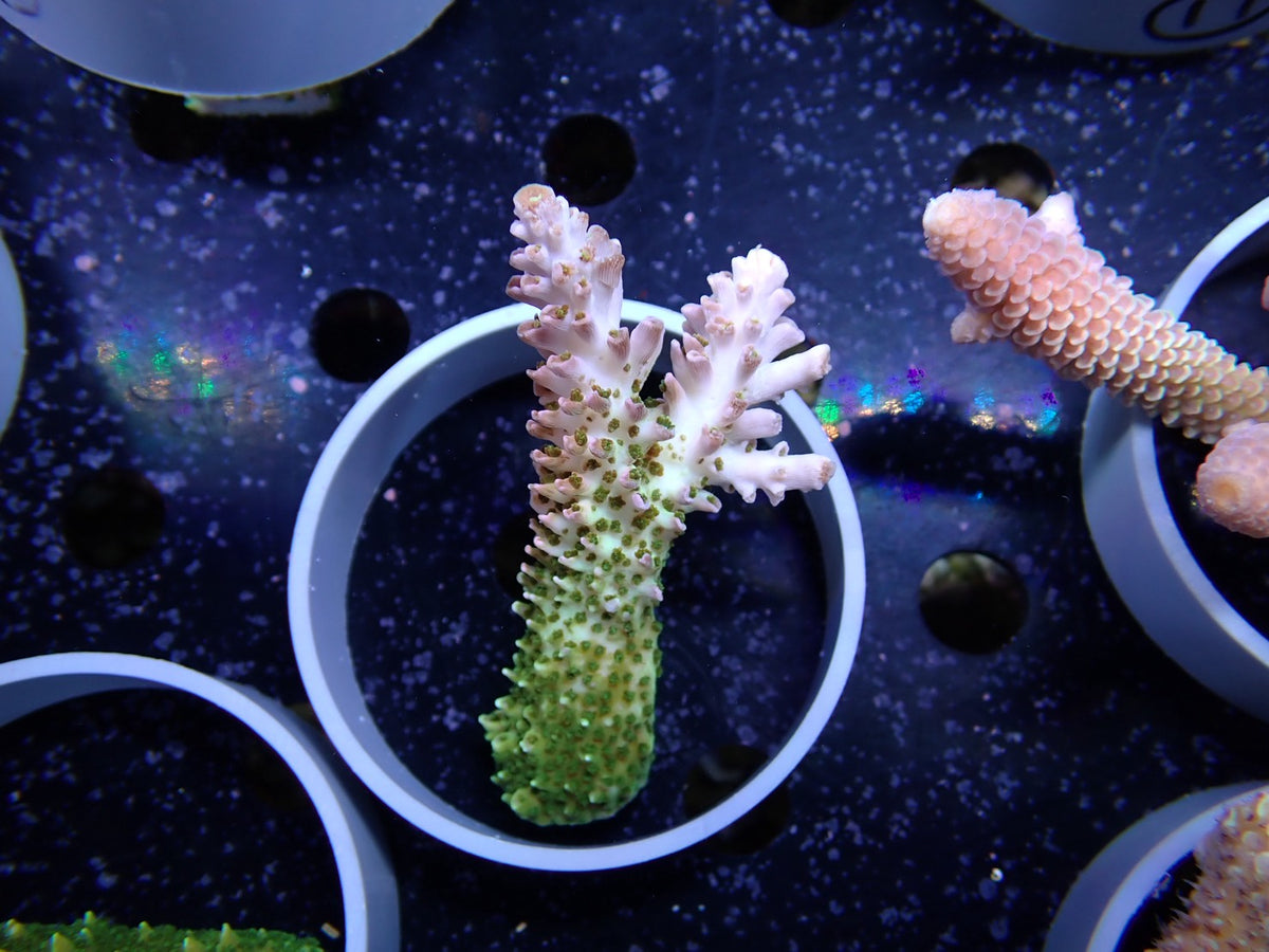 Acropora (ヤスリミドリイシ）オーストラリア産017
