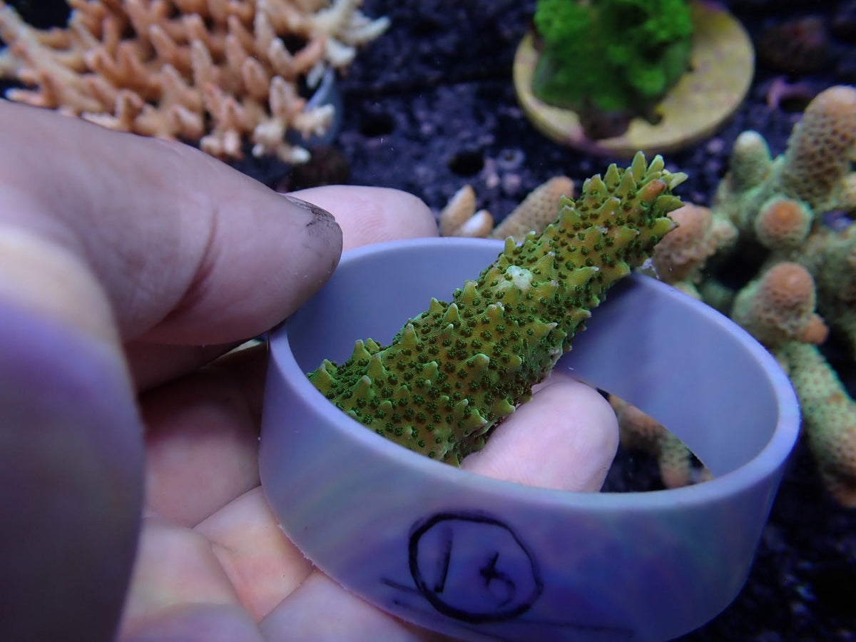 Acropora (ヤスリミドリイシ）オーストラリア産016