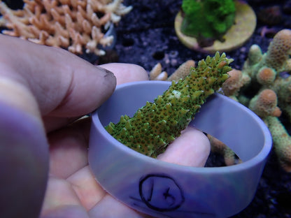 Acropora (ヤスリミドリイシ）オーストラリア産016