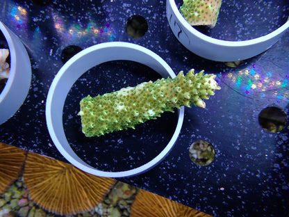Acropora (ヤスリミドリイシ）オーストラリア産016