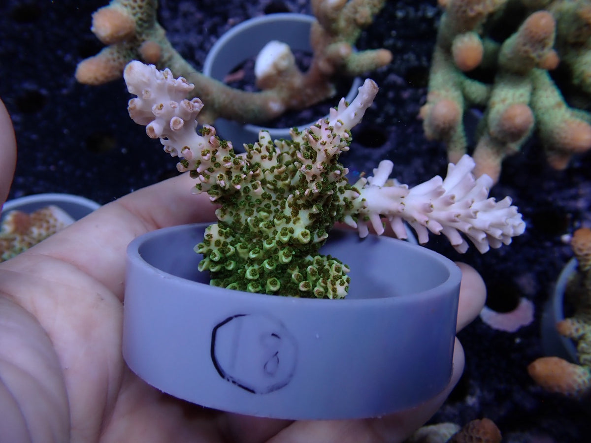 Acropora (ヤスリミドリイシ）オーストラリア産018